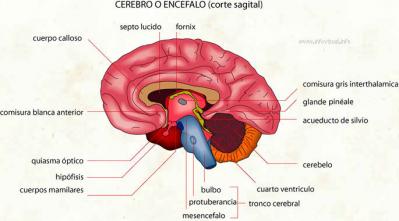 Neuroanatomia